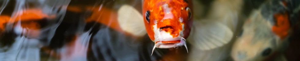 Helder water in perfecte balans